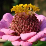 Kako sakupiti sjeme cinije kod kuće